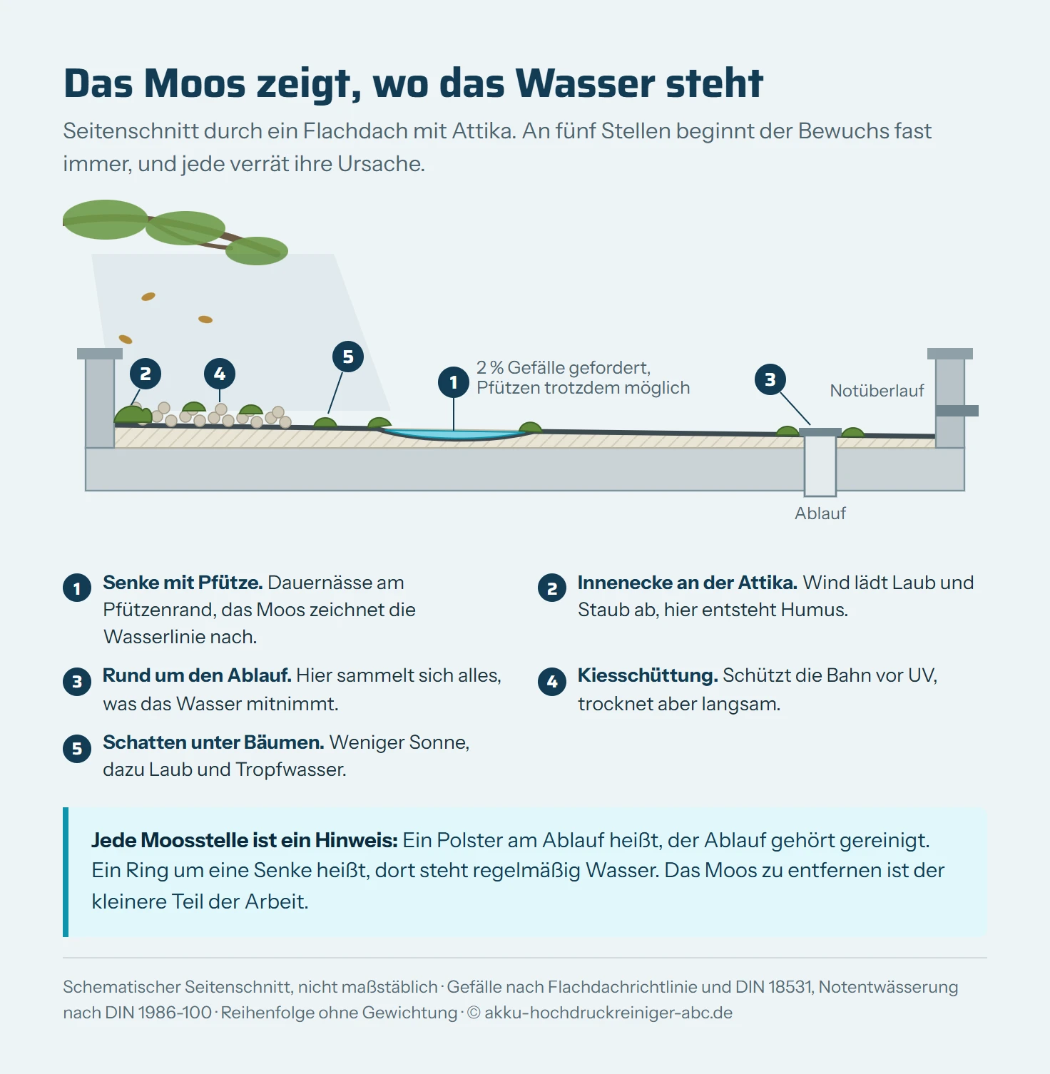 Schematischer Seitenschnitt durch ein Flachdach mit Attika an beiden Rändern, Kiesschüttung links, einer Senke mit Pfütze in der Mitte, einem Dachablauf rechts und einem Notüberlauf in der rechten Attika. Oben links ragt ein Baum über das Dach. Fünf Marker zeigen die typischen Moosstellen: 1 am Rand der Pfütze in der Senke, 2 in der Innenecke an der Attika mit Laub und Staub, 3 rund um den Ablauf, 4 in der Kiesschüttung, 5 in der Schattenzone unter dem Baum.
