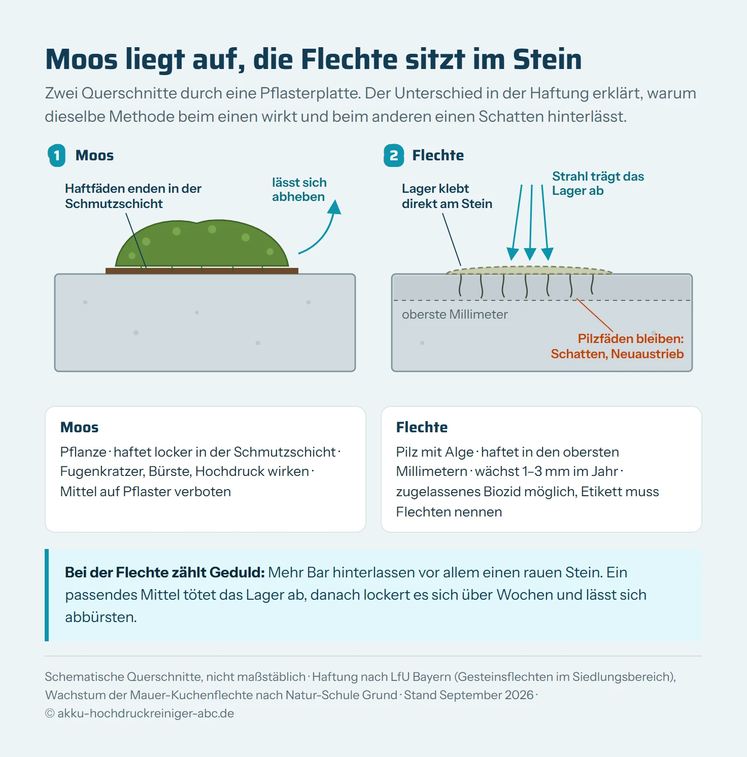 Zwei schematische Querschnitte durch eine Pflasterplatte. Links liegt ein Moospolster auf einer dünnen Schmutzschicht, seine Haftfäden enden darin und das Polster lässt sich abheben. Rechts klebt ein flaches Flechtenlager direkt auf dem Stein, Pilzfäden reichen in die obersten Millimeter. Ein Wasserstrahl trägt das Lager ab, die Pilzfäden bleiben im Stein und hinterlassen einen Schatten.