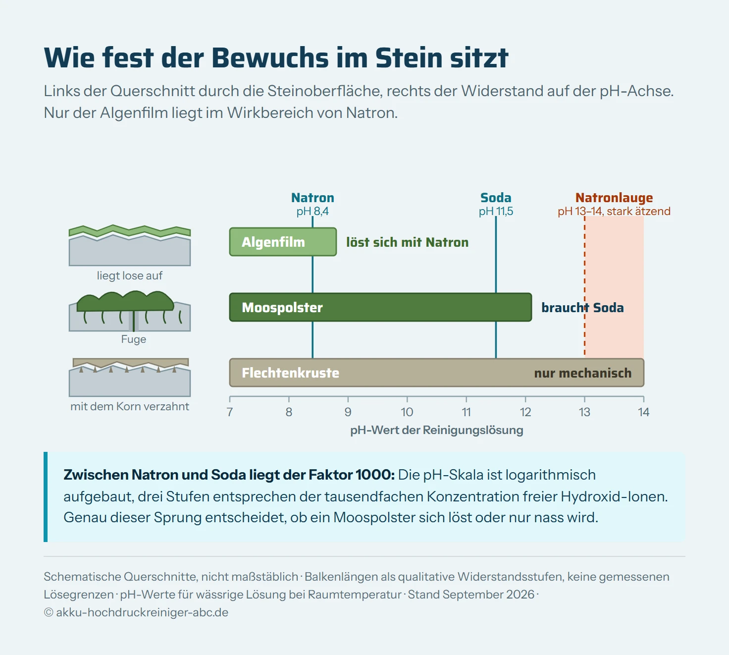 Eine waagerechte pH-Skala von 7 bis 14 mit drei senkrechten Schwellenlinien darüber. Bei pH 8,4 steht Natron, bei 11,5 Soda, bei 13 bis 14 Natronlauge, letztere rot als Sperrbereich markiert. Über der Skala liegen drei Balken unterschiedlicher Länge für die drei Bewuchsformen und zeigen, ab welchem pH-Wert sie sich lösen: der Algenfilm endet knapp hinter der Natron-Linie, das Moospolster reicht bis über die Soda-Linie hinaus, die Flechtenkruste reicht über die gesamte Skala und ist am Ende mit einem Hammersymbol für rein mechanische Entfernung abgeschlossen. Links neben der Skala stehen drei kleine Querschnitte durch die Steinoberfläche: der Algenfilm als dünne Schicht obenauf, das Moospolster mit feinen Rhizoiden, die in die Rautiefe des Steins und in die Fuge greifen, und die Flechte als flache Kruste, die mit der Kornstruktur des Steins verzahnt ist.