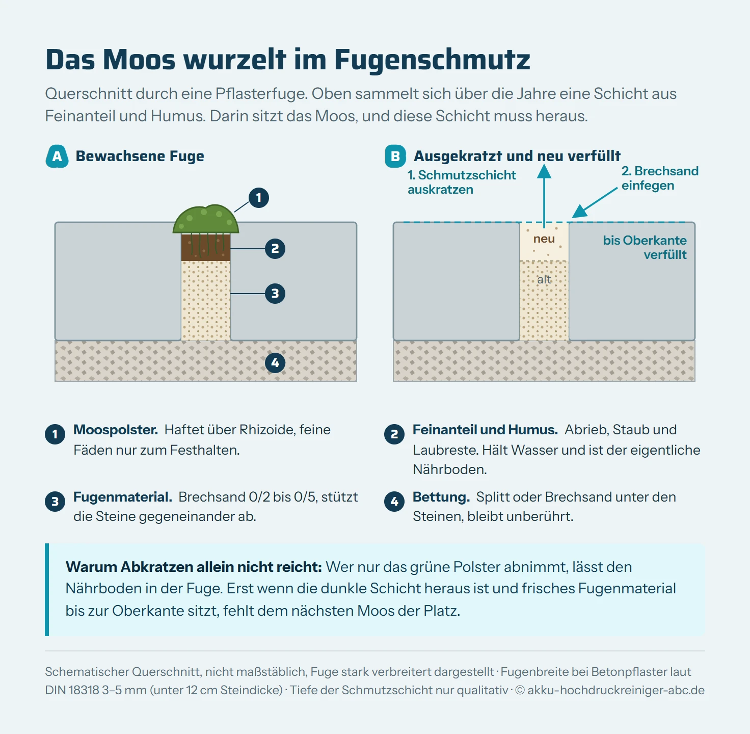 Zwei schematische Querschnitte durch eine Pflasterfuge. Links die bewachsene Fuge: Ein Moospolster sitzt auf einer dunklen Schicht aus Feinanteil und Humus, die oben in der Fuge liegt, darunter heller Brechsand und unter den Steinen die Splittbettung. Rechts die Fuge nach der Arbeit: Die dunkle Schicht ist ausgekratzt, frischer Brechsand ist bis zur Oberkante der Steine eingefegt.