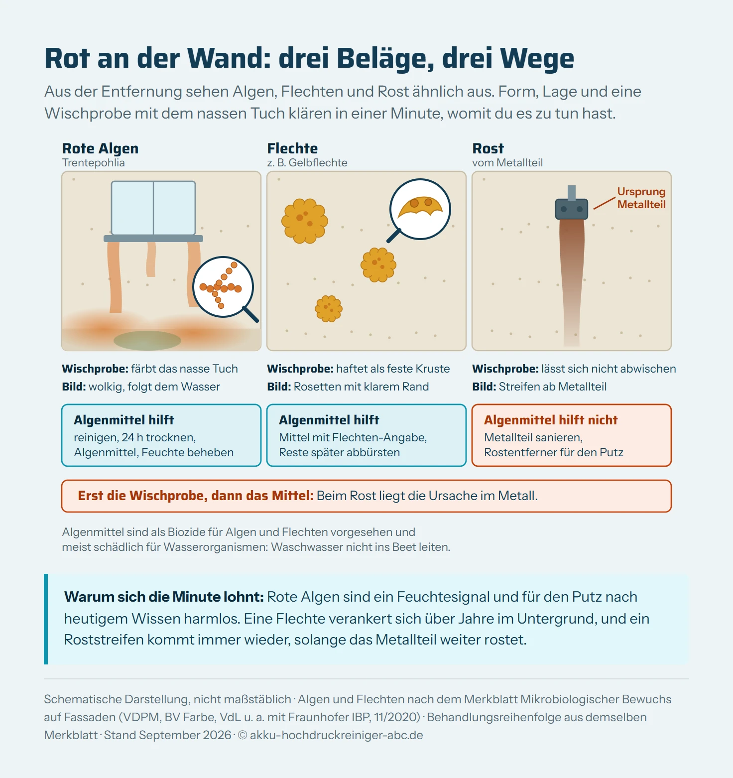 Gegenüberstellung von drei schematischen Wandausschnitten nebeneinander. Links rote Algen: ein wolkiger, orangefarbener Schleier, der sich unter einem Fensterbrett und am Sockel ausbreitet und den Wasserlaufspuren folgt, dazu eine Lupe mit verzweigten Ketten aus orangen Zellen. Mitte Flechte: drei einzelne, gelb-orange Rosetten mit klar begrenztem, gelapptem Rand auf dem Putz, dazu eine Lupe mit Lappen und kleinen Fruchtkörpern. Rechts Rost: ein rotbrauner, schmaler Streifen, der von einem Metallanker in der Wand senkrecht nach unten läuft. Unter jedem Ausschnitt stehen die Erkennungsprobe und der passende Weg: Algen färben das nasse Tuch und werden gereinigt und mit Algenmittel behandelt, Feuchte beheben. Flechten sitzen als feste Kruste, Algenmittel mit Flechten-Angabe, abgestorbene Reste abbürsten. Rost lässt sich nicht abwischen, das Metallteil wird saniert und der Fleck mit einem für den Putz geeigneten Rostentferner behandelt.
