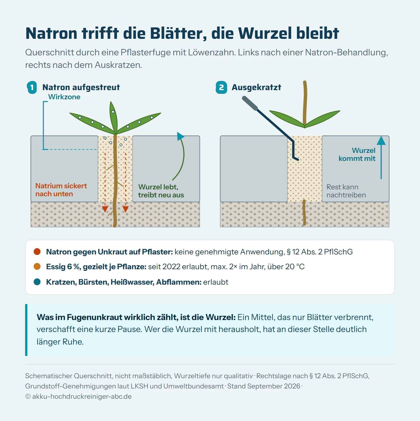 Zwei schematische Querschnitte durch eine Pflasterfuge mit Löwenzahn. Links liegt Natronpulver auf den Blättern und oben in der Fuge, eine Klammer markiert die Wirkzone über Blätter und oberste Zentimeter. Die Pfahlwurzel reicht darunter bis in die Bettung und treibt neu aus, gestrichelte Pfeile zeigen Natrium, das nach unten sickert. Rechts holt ein Fugenkratzer die Pflanze mit einem großen Teil der Wurzel heraus, nur ein kurzer Rest bleibt. Darunter die Rechtslage als Ampel: Natron gegen Unkraut auf Pflaster nicht genehmigt, Essig 6 Prozent gezielt je Pflanze seit 2022 erlaubt, Kratzen, Bürsten, Heißwasser und Abflammen erlaubt.